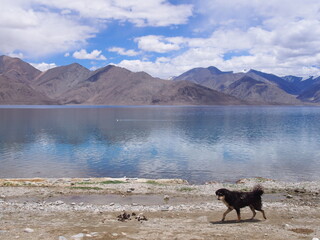 A dog walk around by a beautiful lake, Pangong tso (Lake), Durbuk, Leh, Ladakh, Jammu and Kashmir, India