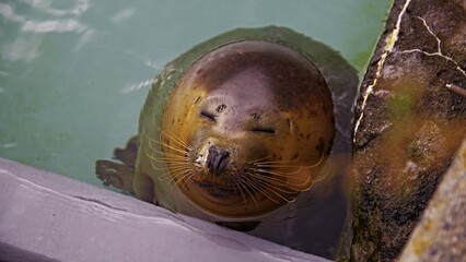 ゴマフアザラシさん © 出口 　慎也