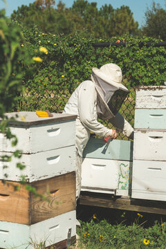A Female Beekeeper Tends To Her Bees