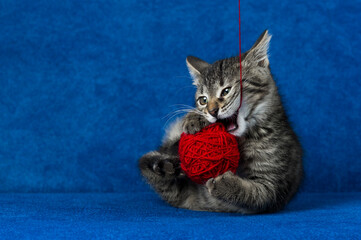 Kitty with red yarn ball, cute grey tabby cat playing with skein of tangled sewing threads on blue background