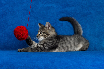 Kitty with red yarn ball, cute grey tabby cat playing with skein of tangled sewing threads on blue background 