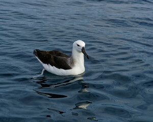 Lesser Albatross, Kaikoura, New Zealand.