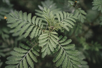 Details of nature in a lost place in the cdmx