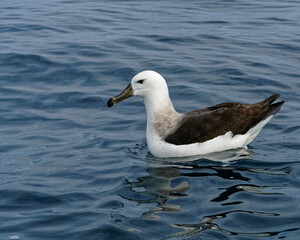 Lesser Albatross, Kaikoura, New Zealand.