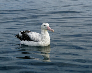 Gibson's Wandering Albatross, feeding at sea, Kaikoura, New Zealand.