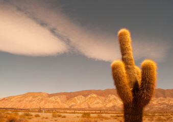 cactus in the desert