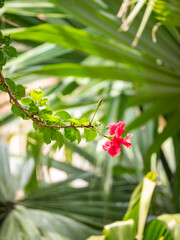 Chinese Hibiscus, China rose, Hawaiian Hibiscus, Rose Mallow or Shoeblackplant (Hibiscus rosa-sinensis), Red Rose in a Garden in Medellin / Colombia