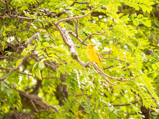The Saffron Finch (Sicalis flaveola), the Yellow Bird is on a Branch of the Tree