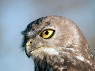 Brown Goshawk Portrait