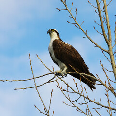 A Western Osprey perched on a tree limb.