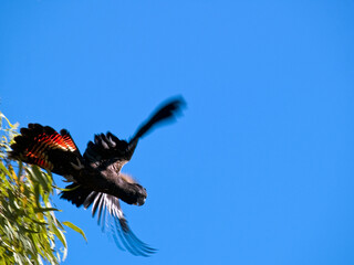 Black Cockatoo Launching