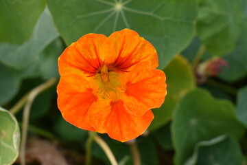 Fototapeta premium orange nasturtiums