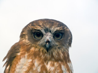 Rufous Owl 