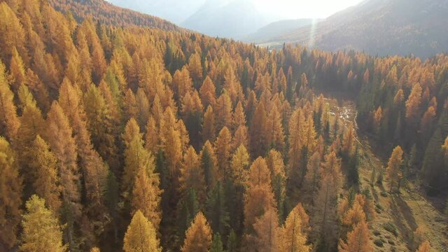 AERIAL: Golden autumn sunshine illuminates the colorful Dolomite mountains in the middle of October. Breathtaking aerial view of larch tree forest covering the landscape in picturesque Italian Alps.