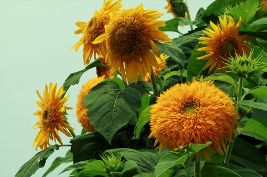 東北八重ひまわり の画像 6 件の Stock 写真 ベクターおよびビデオ Adobe Stock