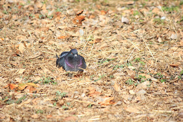 日向ぼっこをする鳩