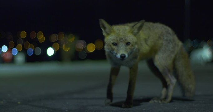 Red Fox alert at night city animal urban street light bokeh