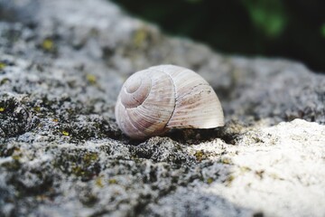 A snail house on a rock