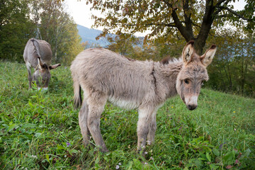 Obraz na płótnie Canvas Beautiful small donkey isolated in a green meadow closely photographed while his mother is in the background.