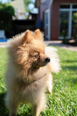 Pomeranian on the grass