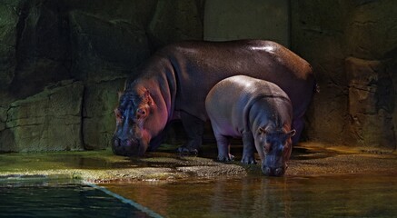 カバさんの親子