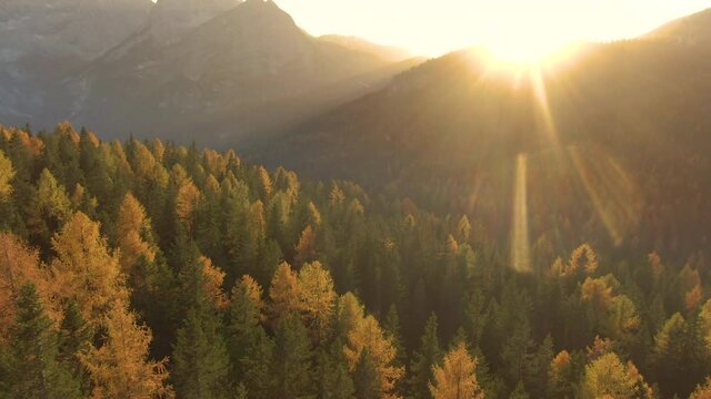 AERIAL, LENS FLARE: Golden evening sunbeams shine on the larch tree forest covering the hills in the scenic Dolomites. Flying over the colorful woods in the Italian Alps on a sunny fall evening.