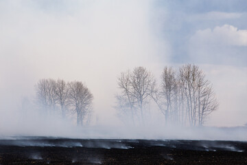 Obraz na płótnie Canvas A blackened field with puffs of smoke from a fire and a haze enveloping bare trees in a agriculture landscape
