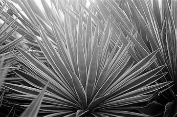 Obraz premium Planta no Jardim Suspenso do Valongo