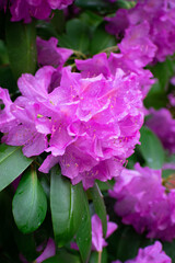 rhododendron