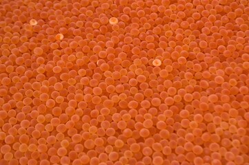 Artificially fertilized chum salmon eggs.