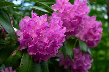 rhododendron