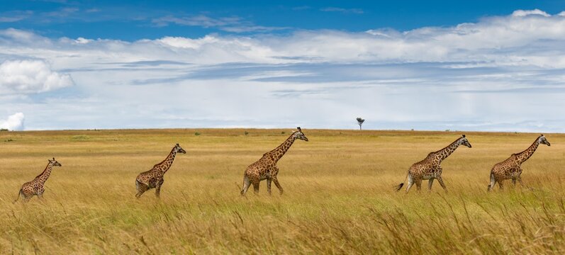 Giraffes (Giraffa camelopardalis), herd, walking through savannya, Masai Mara, Kenya, Africa