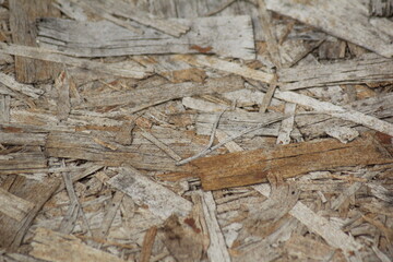 logs in the wood