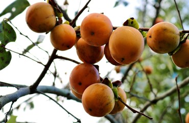 秋の味覚鈴なりの柿　フルーツ