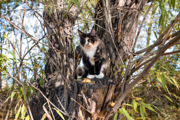 A big maine coon kitten sitting on a tree in a forest in fall.