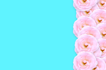 Fototapeta na wymiar Blue background and pink flowers of rose