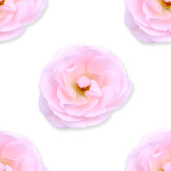 Pink flowers of rose seamless pattern on a white background