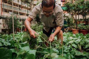 Old Chinese Man Working in Community Garden
