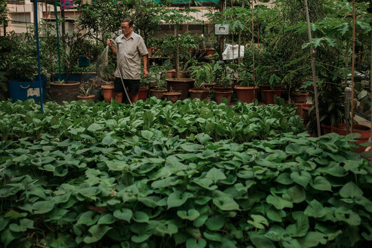 Old Chinese Man Working in Community Garden