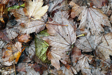 Fallen maple leaves