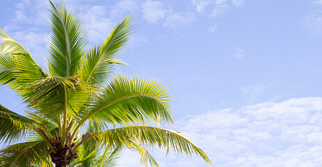 Coconut palm trees, beautiful tropical with sky and clouds.