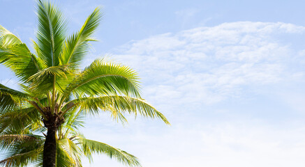 Obraz na płótnie Canvas Coconut palm trees, beautiful tropical with sky and clouds.