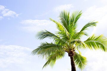 Obraz premium Coconut palm trees, beautiful tropical with sky and clouds.