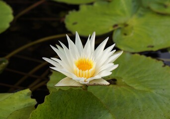 white water lily