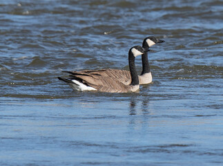 country goose on the water