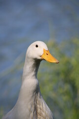 Pato en la orilla del lago.