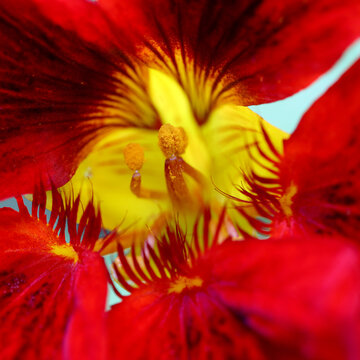 Nasturtium flower macro