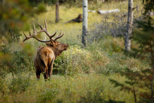 Bull Elk