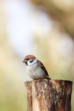 Eurasian tree sparrow in the garden