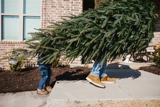 Little Boy Helping His Father Carry The Christmas Tree